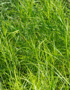 Carex muskingumensis - Laîche d' Amérique - Laîche palmée - feuillage
