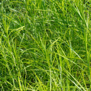 Carex muskingumensis - Laîche d' Amérique - Laîche palmée - feuillage