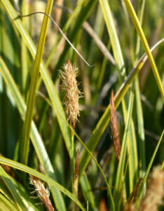 Carex oshimensis Everlime® - Laîche d' Oshima - inflorescence