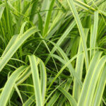 Carex oshimensis Everlime® - Laîche d' Oshima - feuillage