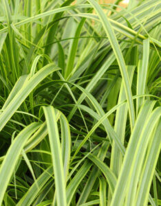 Carex oshimensis Everlime® - Laîche d' Oshima - feuillage