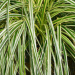 Carex oshimensis Feather Falls - Laîche d'Oshima - feuillage
