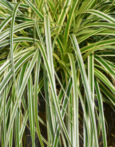 Carex oshimensis Feather Falls - Laîche d'Oshima - feuillage