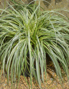 Carex oshimensis Feather Falls - Laîche d'Oshima - vue d'ensemble