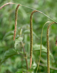 Carex pendula - Laîche pendante - inflorescence