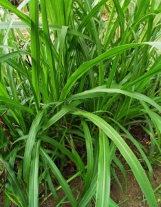 Carex pendula - Laîche pendante - feuillage