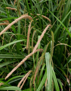 Carex pendula - Laîche pendante - vue d'ensemble