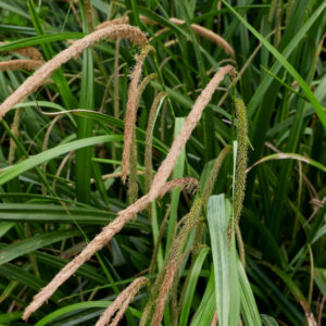 Carex pendula - Laîche pendante - vue d'ensemble