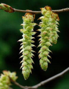 Carpinus betulus - Charme commun - Charmille - inflorescences