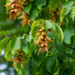 Carpinus betulus - Charme commun - Charmille - feuillage et fructification