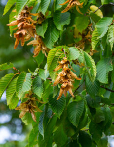 Carpinus betulus - Charme commun - Charmille - feuillage et fructification