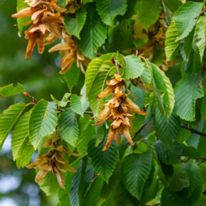 Carpinus betulus - Charme commun - Charmille - feuillage et fructification