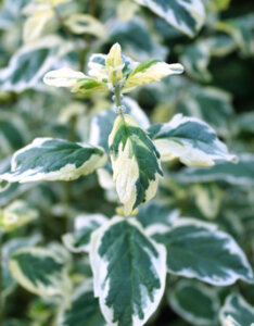 Caryopteris White Surprise - Barbe-bleue panachée - feuillage