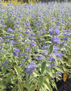 Caryopteris White Surprise - Barbe-bleue panachée - vue d'ensemble
