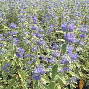 Caryopteris White Surprise - Barbe-bleue panachée - vue d'ensemble