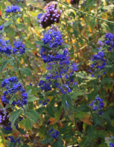 Caryopteris clandonensis Grand Bleu - Barbe-bleue - feuillage et inflorescence