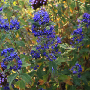 Caryopteris clandonensis Grand Bleu - Barbe-bleue - feuillage et inflorescence