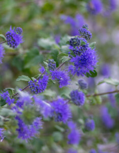 Caryopteris clandonensis Grand Bleu - Barbe-bleue - floraison