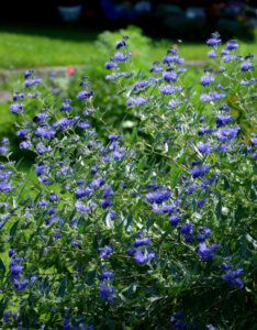 Caryopteris clandonensis Heavenly Blue - Barbe-bleue - vue d'ensemble