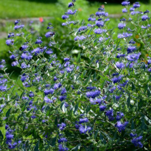 Caryopteris clandonensis Heavenly Blue - Barbe-bleue - vue d'ensemble