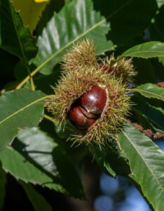 Castanea sativa - Châtaigner commun - fructification