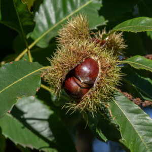 Castanea sativa - Châtaigner commun - fructification