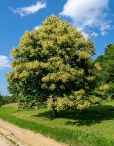 Castanea sativa - Châtaigner commun - Vue d'ensemble