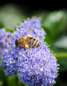 Ceanothus Concha - Céanothe - Lilas de Californie - inflorescence