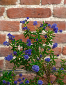 Ceanothus Concha - Céanothe - Lilas de Californie - vue d'ensemble