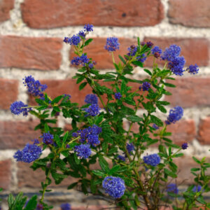 Ceanothus Concha - Céanothe - Lilas de Californie - vue d'ensemble