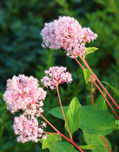 Ceanothus Marie Simon - Céanothe - Lilas de Californie - feuillage et floraison