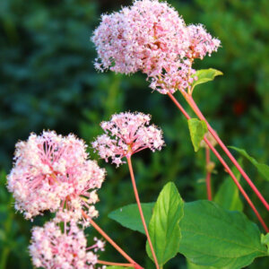Ceanothus Marie Simon - Céanothe - Lilas de Californie - feuillage et floraison