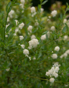 Ceanothus Millerton Point - Céanothe - Lilas de Californie - feuillages et fleurs