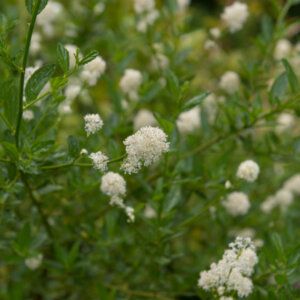 Ceanothus Millerton Point - Céanothe - Lilas de Californie - feuillages et fleurs