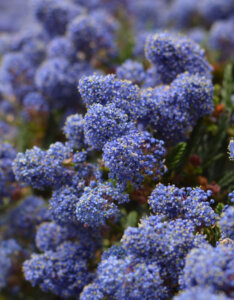 Ceanothus Victoria - Céanothe - Lilas de Californie - fleurs
