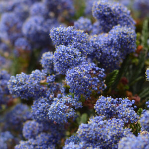 Ceanothus Victoria - Céanothe - Lilas de Californie - fleurs