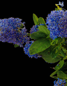 Ceanothus Victoria - Céanothe - Lilas de Californie - feuillage et fleurs
