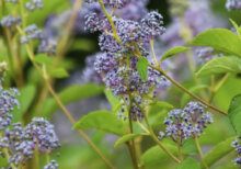 Ceanothus delilianus Gloire De Versailles - Céanothe hybride - vue d'ensemble
