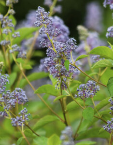 Ceanothus delilianus Gloire De Versailles - Céanothe hybride - vue d'ensemble