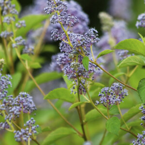Ceanothus delilianus Gloire De Versailles - Céanothe hybride - vue d'ensemble