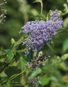 Ceanothus delilianus Gloire De Versailles - Céanothe hybride - inflorescence