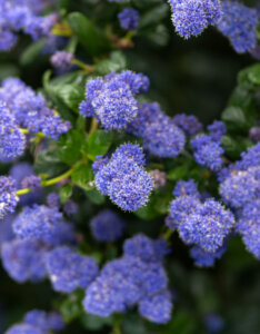 Ceanothus thyrsiflorus Repens - Céanothe rampant - floraison abondante