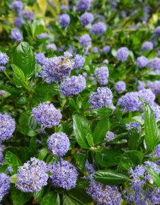 Ceanothus thyrsiflorus Repens - Céanothe rampant - vue d'ensemble