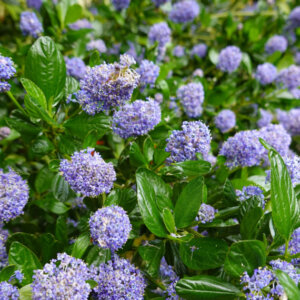 Ceanothus thyrsiflorus Repens - Céanothe rampant - vue d'ensemble