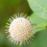 Cephalanthus occidentalis - Bois-bouton - Céphalanthe occidental - inflorescence