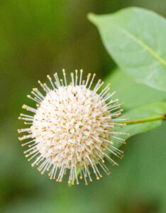 Cephalanthus occidentalis - Bois-bouton - Céphalanthe occidental - inflorescence