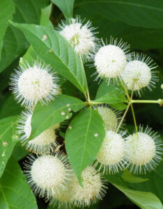 Cephalanthus occidentalis - Bois-bouton - Céphalanthe occidental - feuillage et fleurs