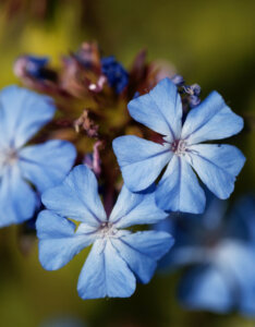 Ceratostigma griffithii - Dentelaire de Griffith - inflorescence