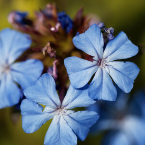 Ceratostigma griffithii - Dentelaire de Griffith - inflorescence