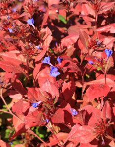 Ceratostigma griffithii - Dentelaire de Griffith - Coloration automnale